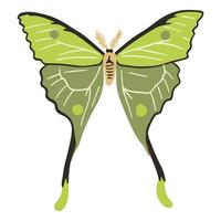 beautiful green moth, good for graphic design resources vector