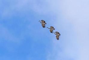 Sandhill Cranes Coming in for a Landing photo