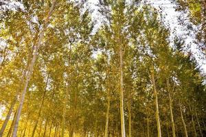 Trees in the forest photo