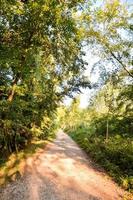 Trees in the forest photo