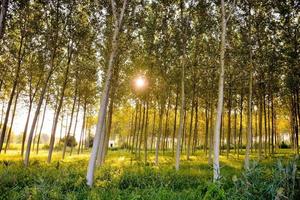 Trees in the forest photo