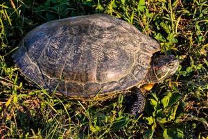 Turtle close up photo