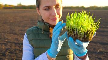 Female farmer stands with a sample of seedlings in her hand about to plant it in the soil. video