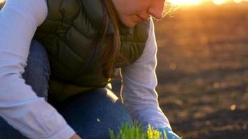 fêmea agricultor carrinhos com uma amostra do mudas dentro dela mão sobre para plantar isto dentro a solo. video