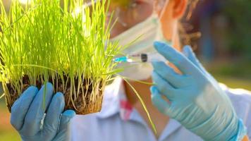 mulher agrônomo dentro óculos e uma mascarar examina uma amostra do solo e plantas video