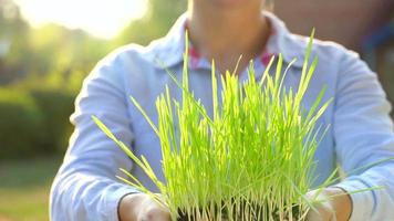 mulher agrônomo dentro óculos e uma mascarar examina uma amostra do solo e plantas video