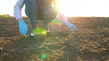 fêmea agricultor carrinhos com uma amostra do mudas dentro dela mão sobre para plantar isto dentro a solo. video