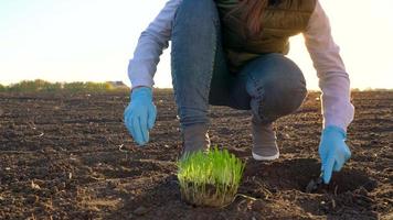 fêmea agricultor carrinhos com uma amostra do mudas dentro dela mão sobre para plantar isto dentro a solo. video