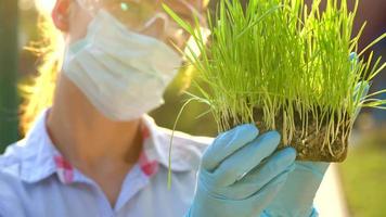 vrouw agronoom in stofbril en een masker onderzoekt een monster van bodem en planten video