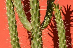 Cactus close up photo