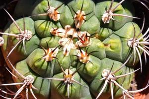 Cactus close up photo