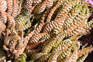 Cactus close up photo