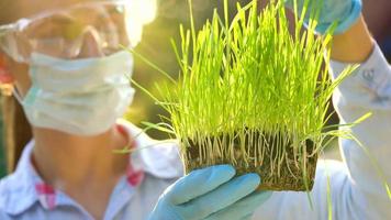 mujer agrónomo en gafas de protección y un máscara examina un muestra de suelo y plantas video