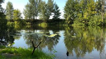 hora lapso ver de el río en un claro soleado verano día y reflexión de arboles en el agua. Ucrania video