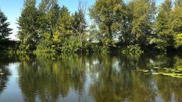 tijd vervallen visie van de rivier- in een Doorzichtig zonnig zomer dag en reflectie van bomen in de water. Oekraïne video