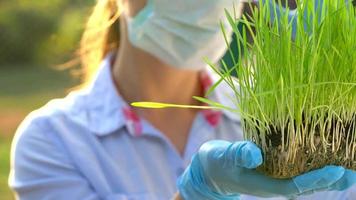 femme agronome dans des lunettes de protection et une masque examine une échantillon de sol et les plantes video