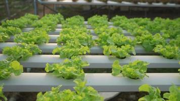 hydroponiska grönsaker växande inuti en växthus. färsk organisk sallad plantor, jordbruk video