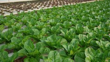 detailopname cos groenten salade hydrocultuur landbouw in de serre, hydrocultuur is een methode van groeit planten gebruik makend van mineraal en voedingsstof oplossingen in water zonder bodem. nieuw gezond aan het eten tendens. video