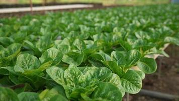 detailopname cos groenten salade hydrocultuur landbouw in de serre, hydrocultuur is een methode van groeit planten gebruik makend van mineraal en voedingsstof oplossingen in water zonder bodem. nieuw gezond aan het eten tendens. video