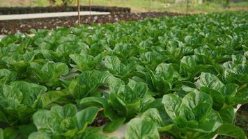 detailopname cos groenten salade hydrocultuur landbouw in de serre, hydrocultuur is een methode van groeit planten gebruik makend van mineraal en voedingsstof oplossingen in water zonder bodem. nieuw gezond aan het eten tendens. video