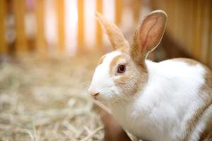 A cute white and brown striped rabbit is at the farm. photo