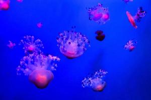 Jellyfish in the water photo