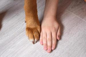 Hand of a child and paw of a red dog on the floor at home photo