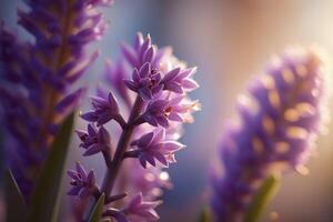 Hyacinth close-up. . photo