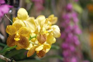 hermosa amarillo orquídeas en el jardín foto