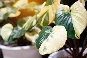 Homalomena rubescens variegated is an ornamental plant that purifies the air with beautiful natural yellow-green leaves. photo