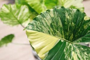 background Alocasia Macrorrhizos Variegated is an ornamental plant with beautiful natural green-yellow-spotted leaves. photo