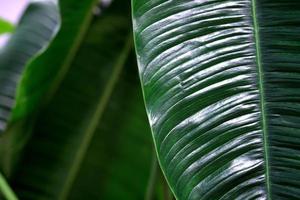 background green leaf beautiful nature photo