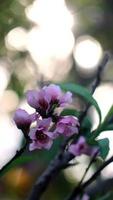 Peach blossom in spring, close-up of beautiful pink flowers video