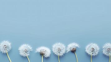Banner with dandelions. Copy space, top view, festive background. . photo