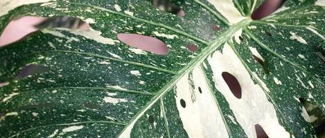 background Monstera variegated plant is an ornamental plant that photo