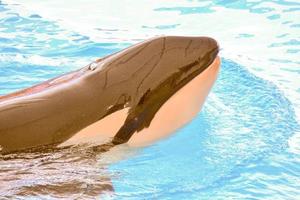 Orca whale in the zoo aquarium photo