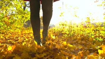 hermosa niña con un cámara camina mediante el otoño bosque y toma fotos. fin de semana fuera de el ciudad video