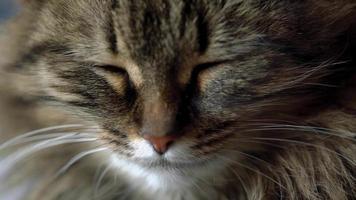 Cute tabby domestic cat washing up close up. Slow motion video