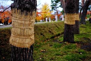 Tree Wrapped up with Straw Belts in the Winter. photo