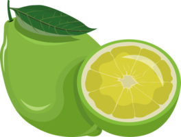 Green Lime Illustration png