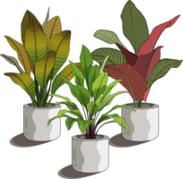 Triple Flower Potted Plant png