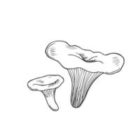 Doodle mushroom chanterelle in line. Isolated vector on white background