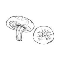 Doodle shiitake mushrooms. Vector sketch isolated on white