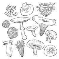 Hand drawn vector sketch of wild mushrooms in doodle style. Shiitake, maitake, agaricus, truffle, chantarelle, champignon, enokitake, honey agaric and