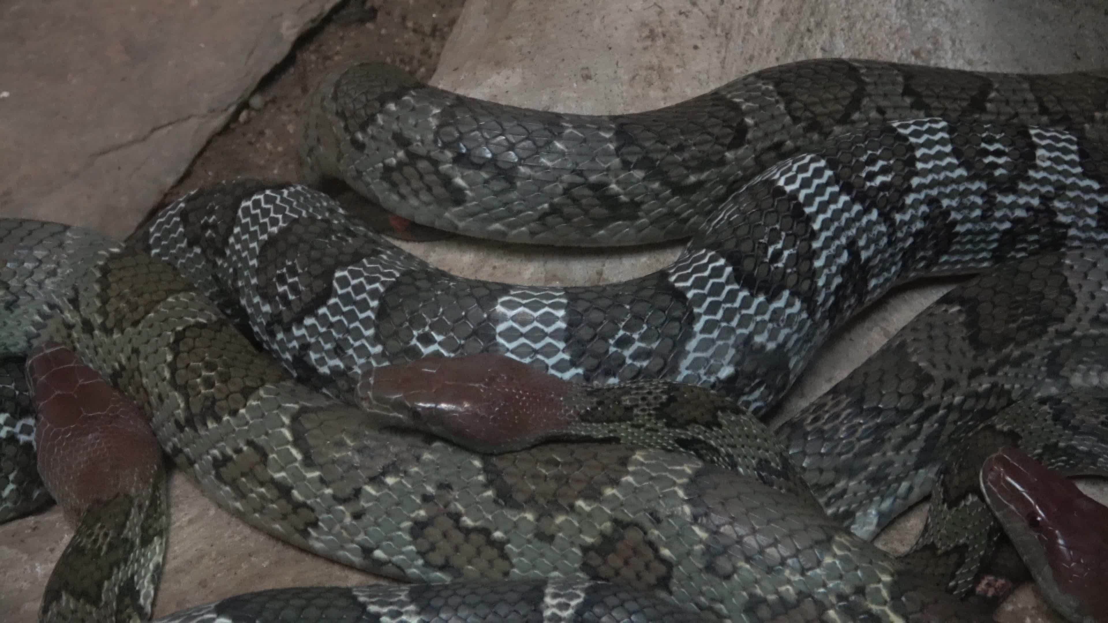 The Red-headed Rat Snake, Orthriophis moellendorffi, is a fairly large