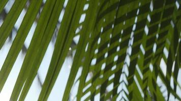 hermosa palma primavera hojas con luz de sol naturaleza fondo, primavera verano concepto video