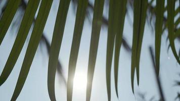 lindo Palma Primavera folhas com luz solar natureza fundo, Primavera verão conceito video