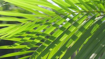 Beautiful palm spring leaves with sunlight nature background, spring summer concept video