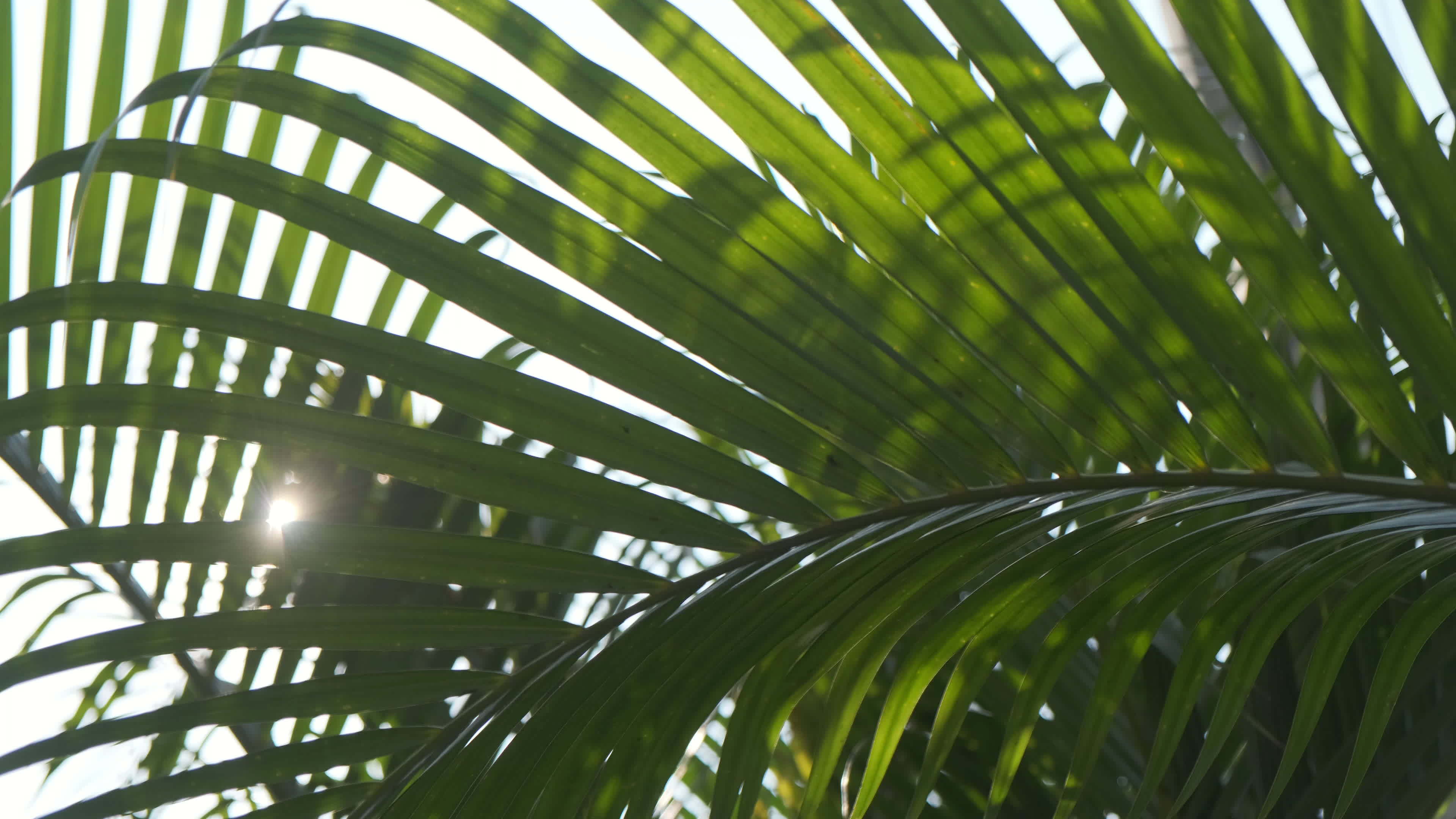 beautiful-palm-spring-leaves-with-sunlight-nature-background-spring