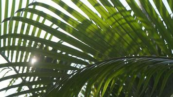mooi palm voorjaar bladeren met zonlicht natuur achtergrond, voorjaar zomer concept video